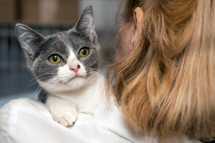 Kleintierzentrum Schwerin | Tierärztin mit Katze